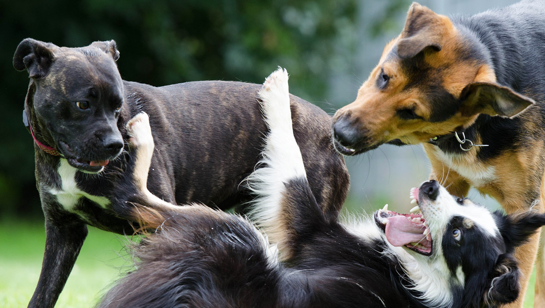 犬種別-犬の年齢(人間の年齢に換算した早見表)